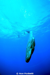 who's that?

Image taken under permit. by Arun Madisetti 